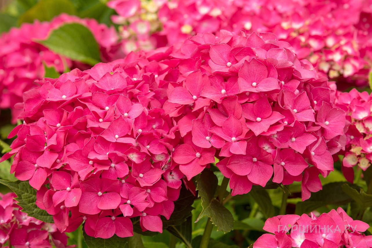 Гортензия Лейхтфейер крупнолистная (макрофила)