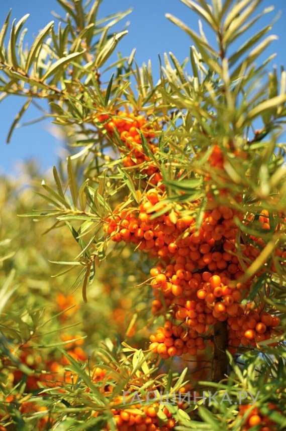 Облепиха Золотой початок