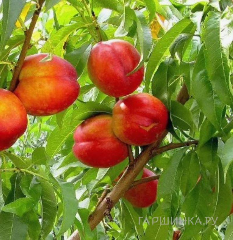 Нектарин Крымчанин