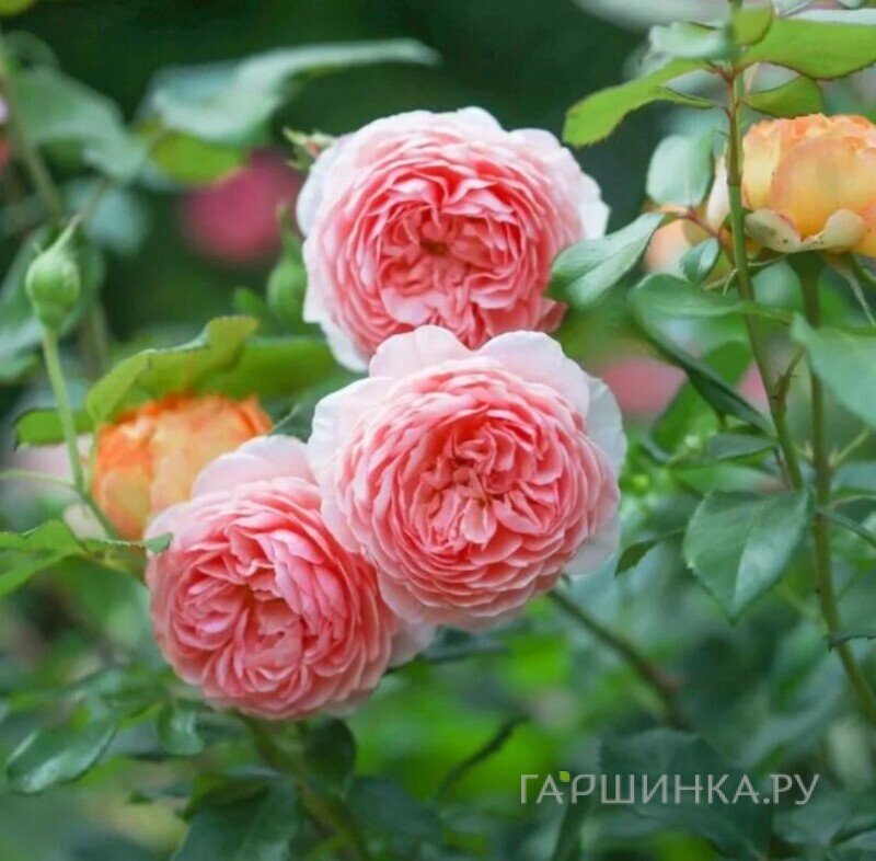 Роза Уильям Моррис