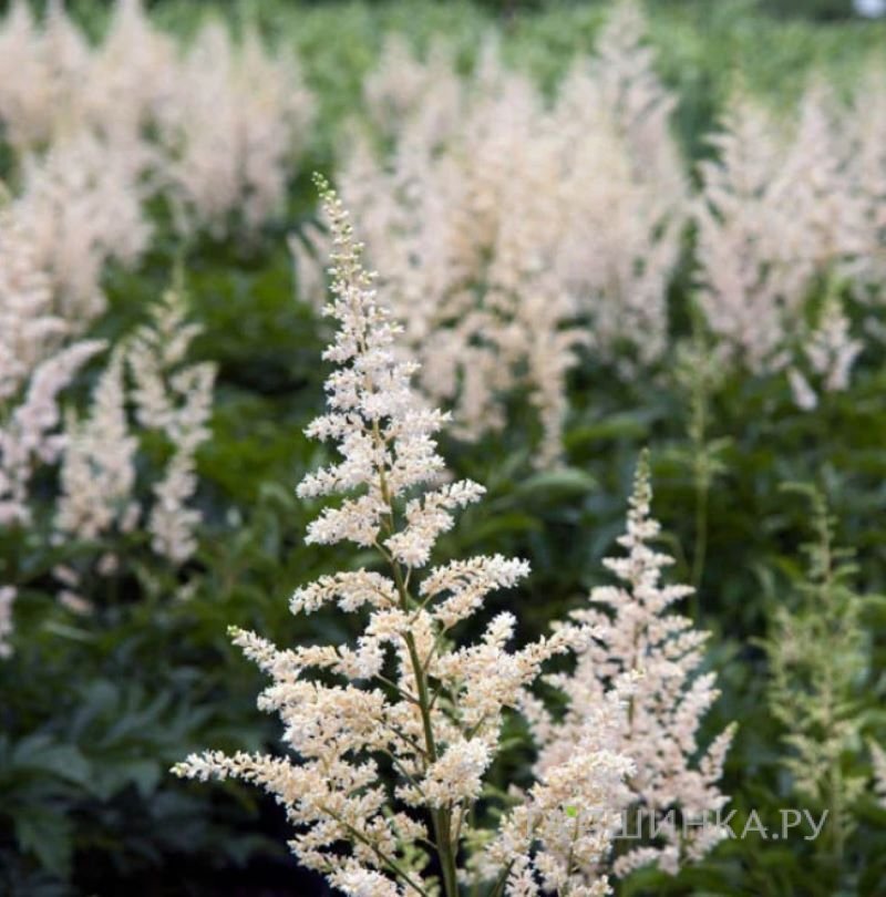 Астильба Арендса Сноудрифт