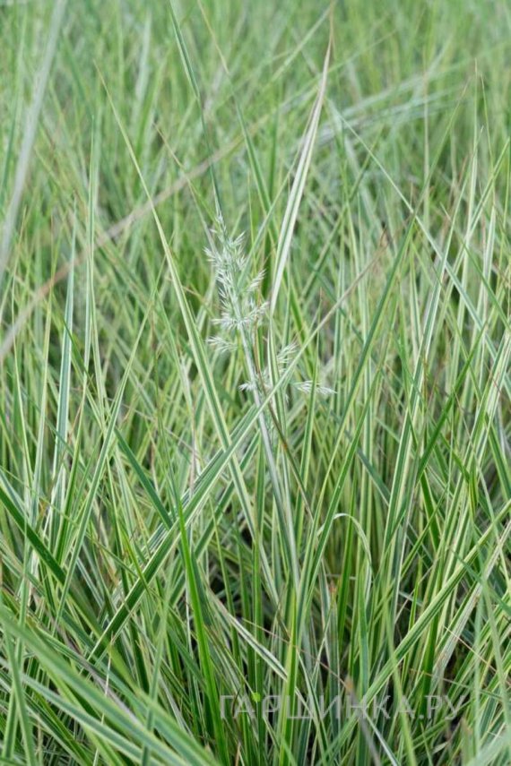 Вейник Овердам