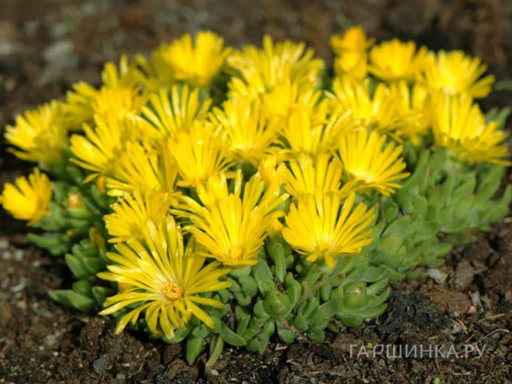 Делосперма Голден Наггет скрученная