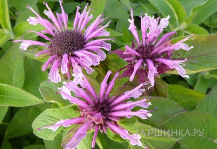 Монарда Могавк