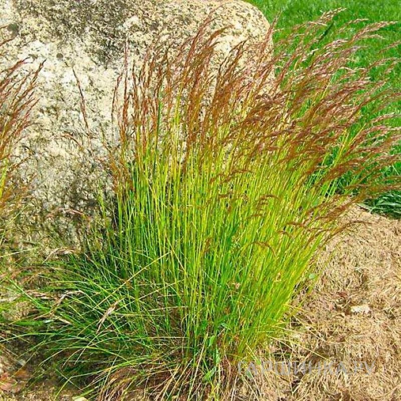 Луговик (Щучка) Бронзешляйер