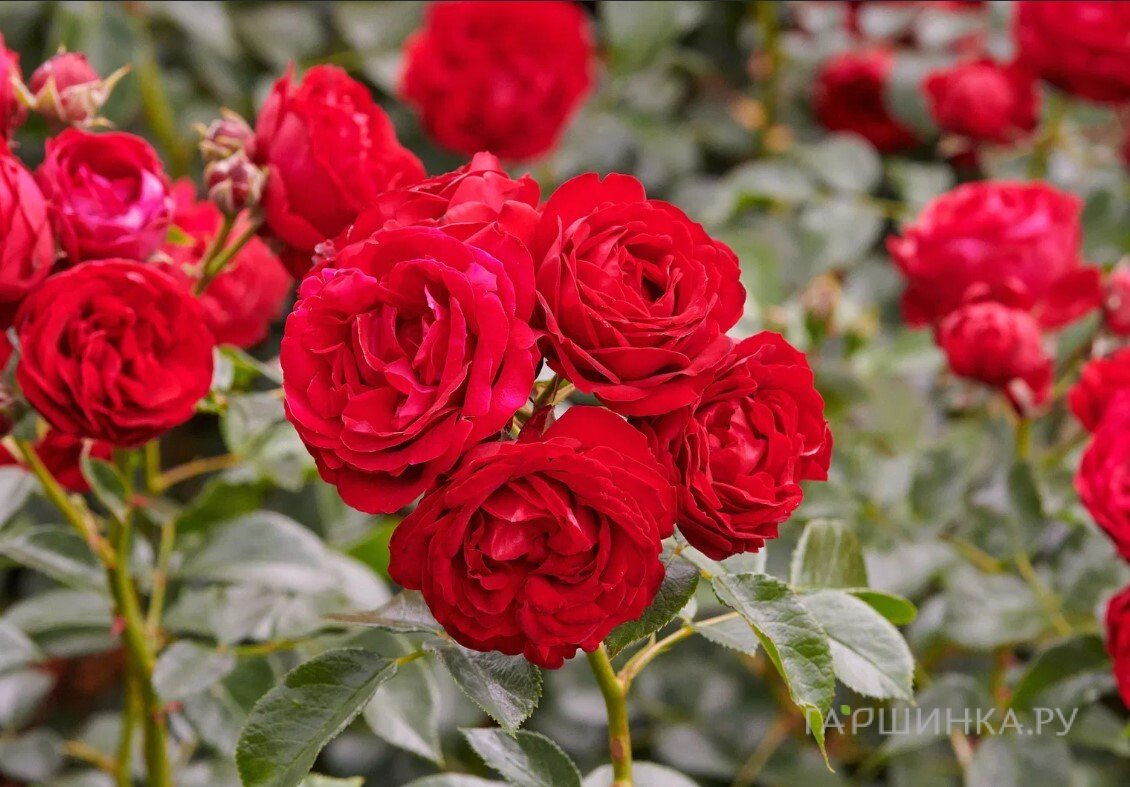 Роза Тиль Уленшпигель флорибунда