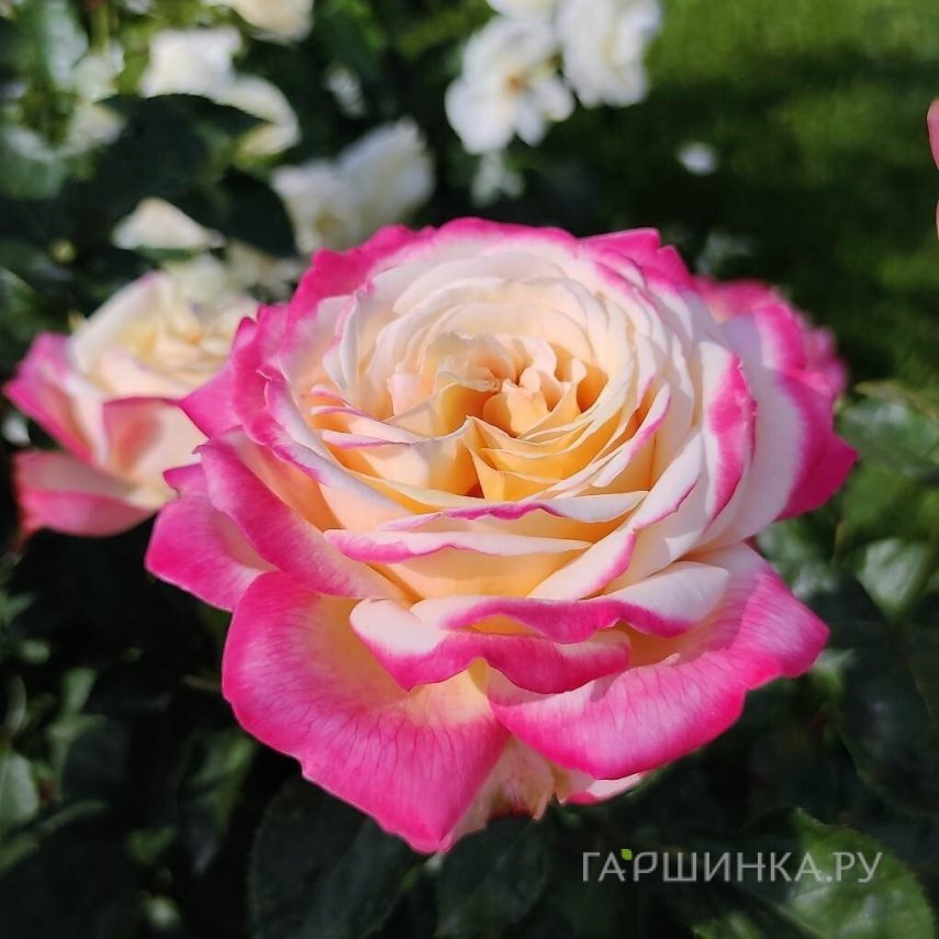 Роза Кордес Джубили чайно-гибридная