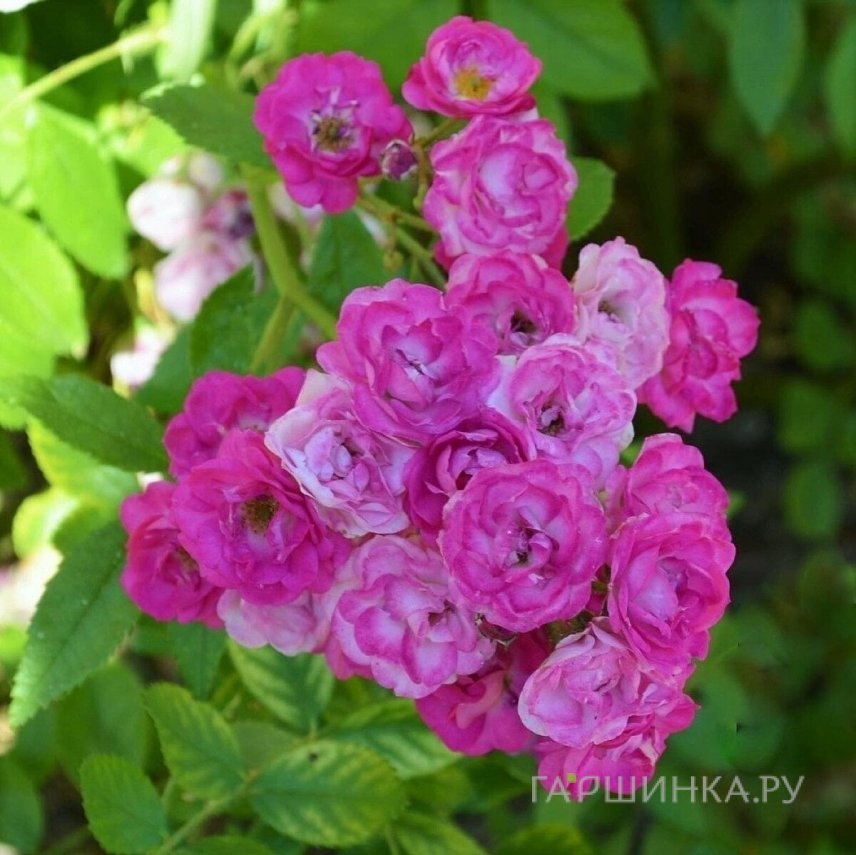 Роза Аллевья мускусная