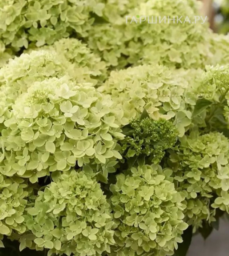 Гортензия Литл Эппл метельчатая