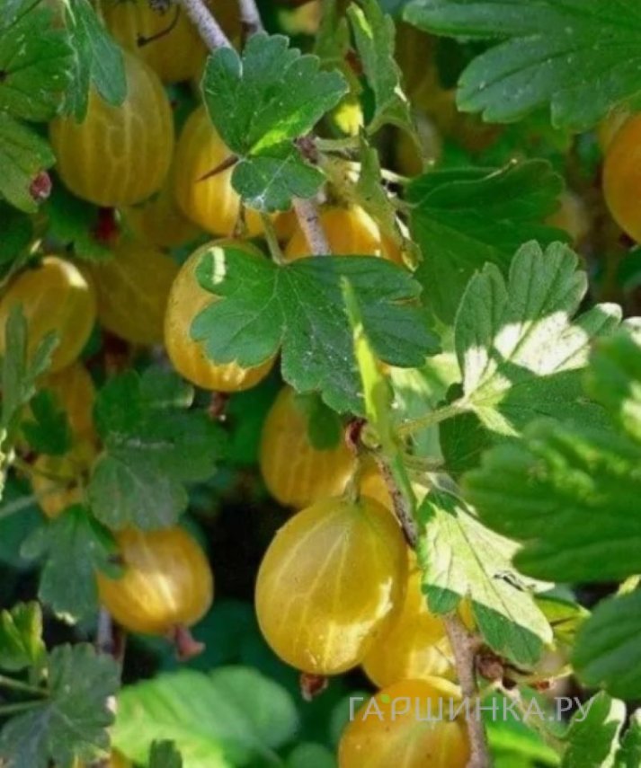 Крыжовник Янтарный
