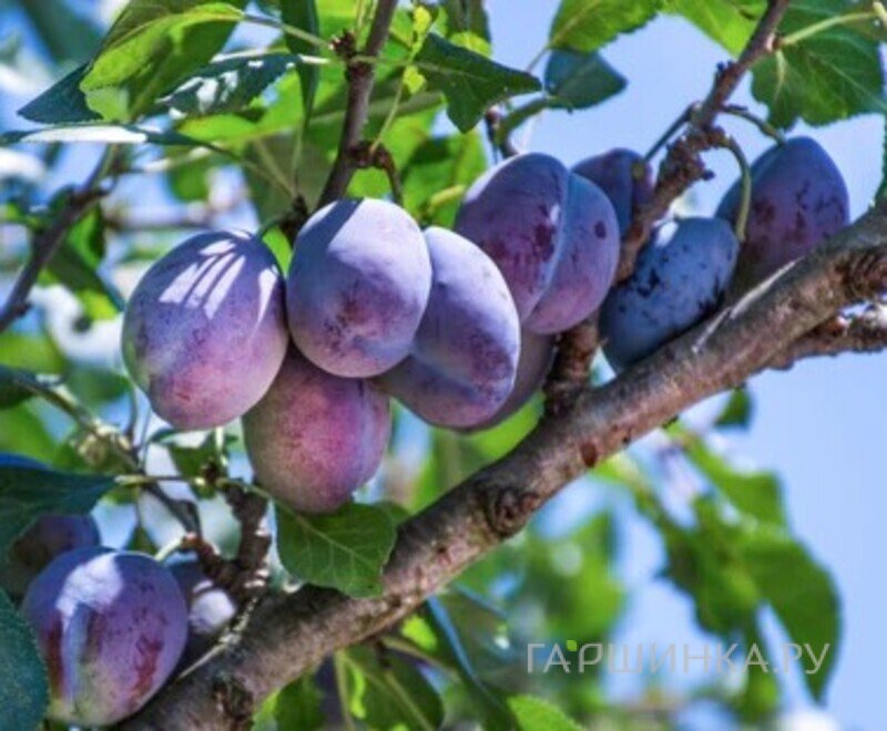 Слива Стенлей