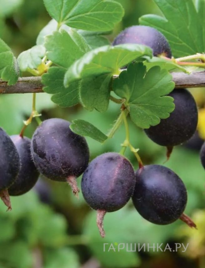 Крыжовник Черномор слобошипованный