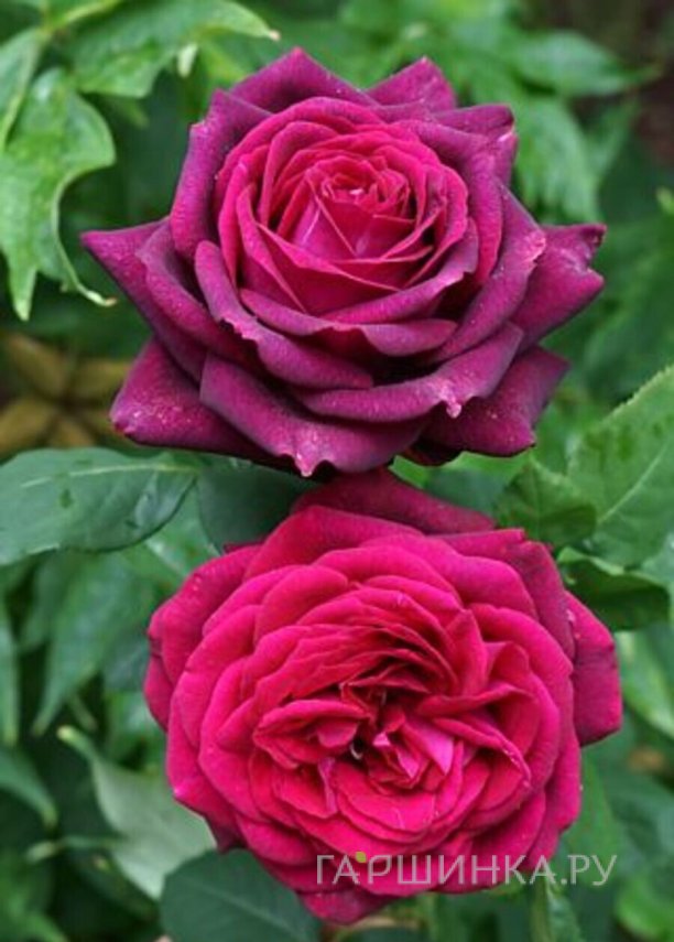 Роза Графиня Диана чайно-гибридная