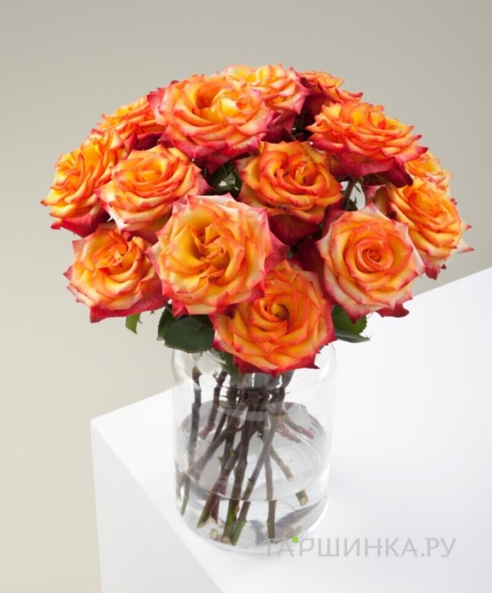 Роза Золотая магия чайно-гибридная