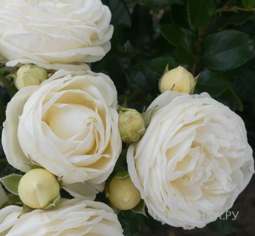 Роза Лемон Пиано чайно-гибридная