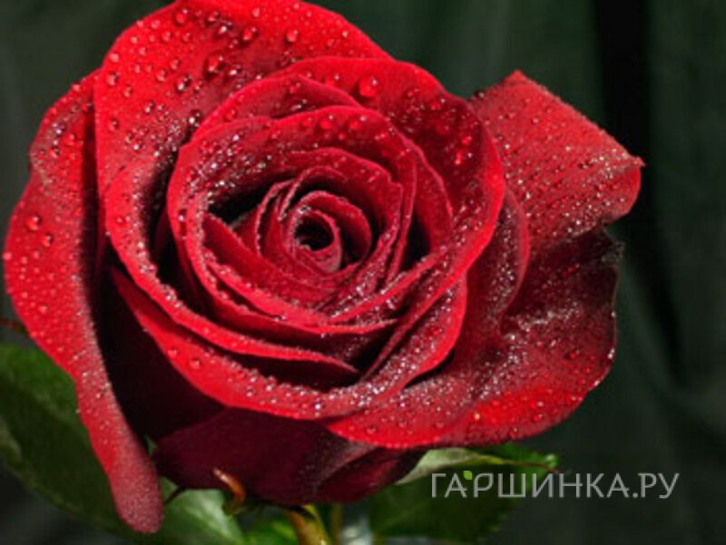 Роза Форевер Янг чайно-гибридная