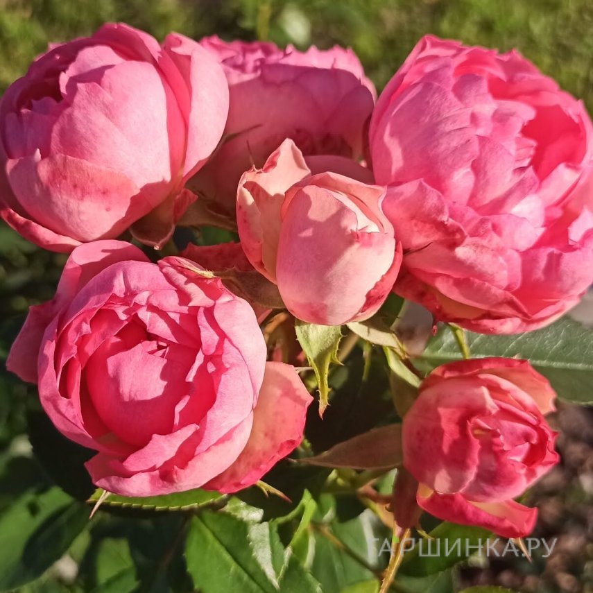 Роза Лавли Рококо флорибунда