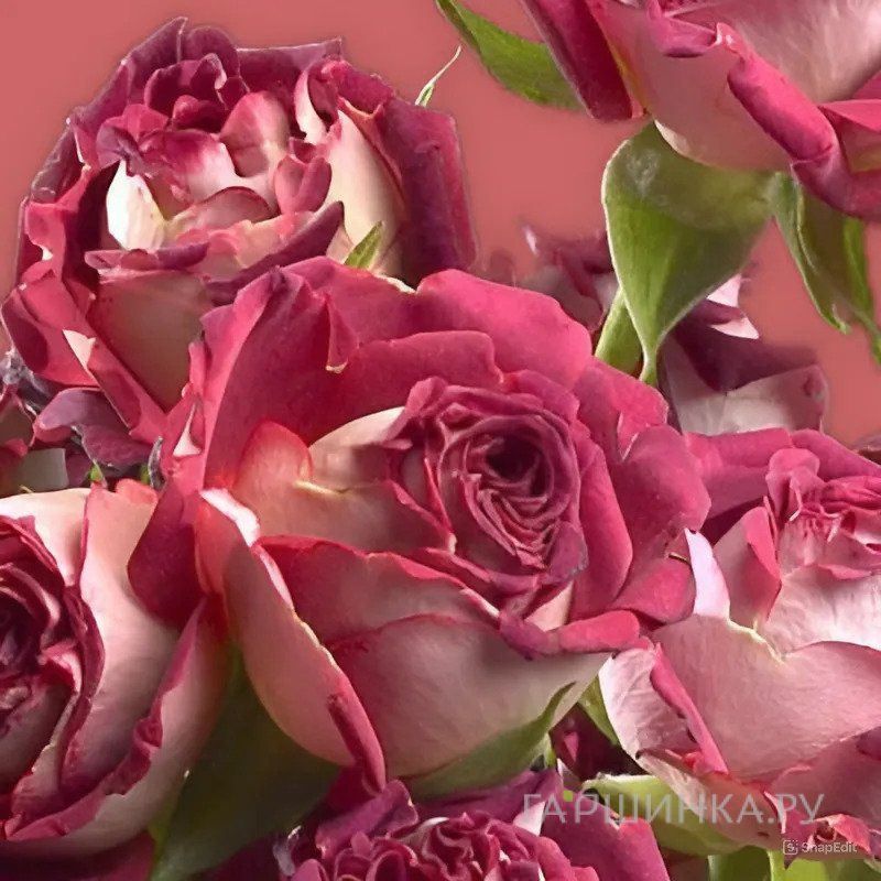 Роза Тирамису спрей