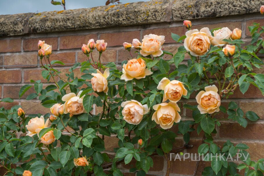 Роза Джуд зэ Обскур