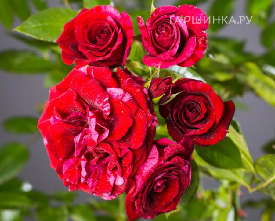 Роза Дип Импрешн флорибунда