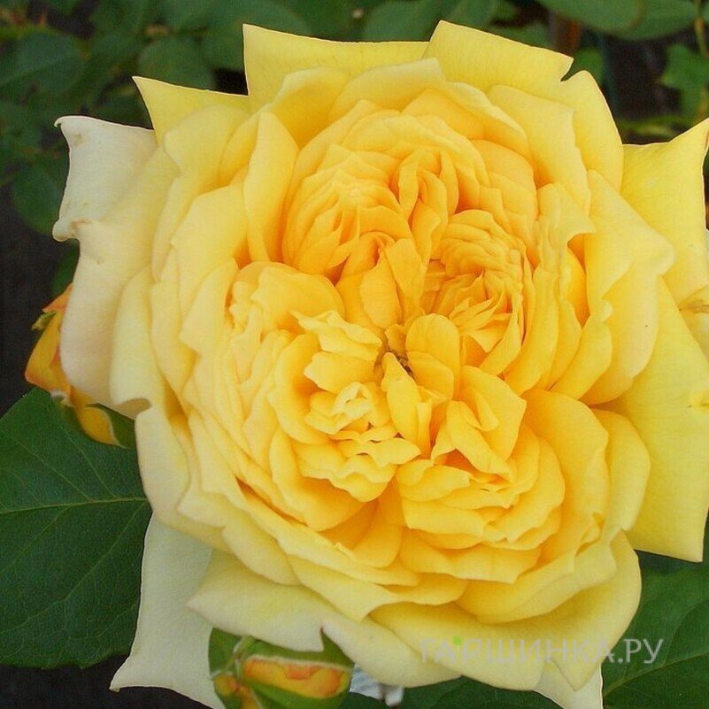 Роза Жоэль Маруани шраб