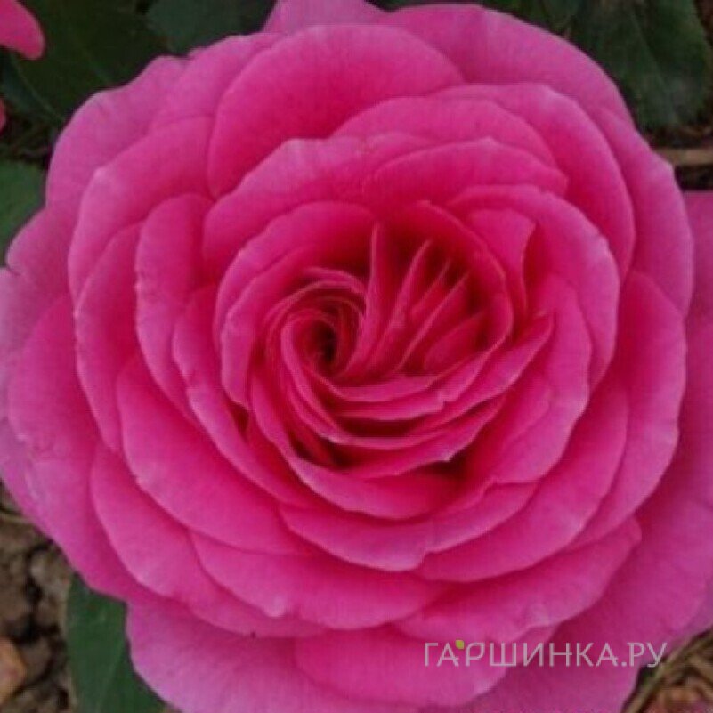 Роза Клер Маршал флорибунда