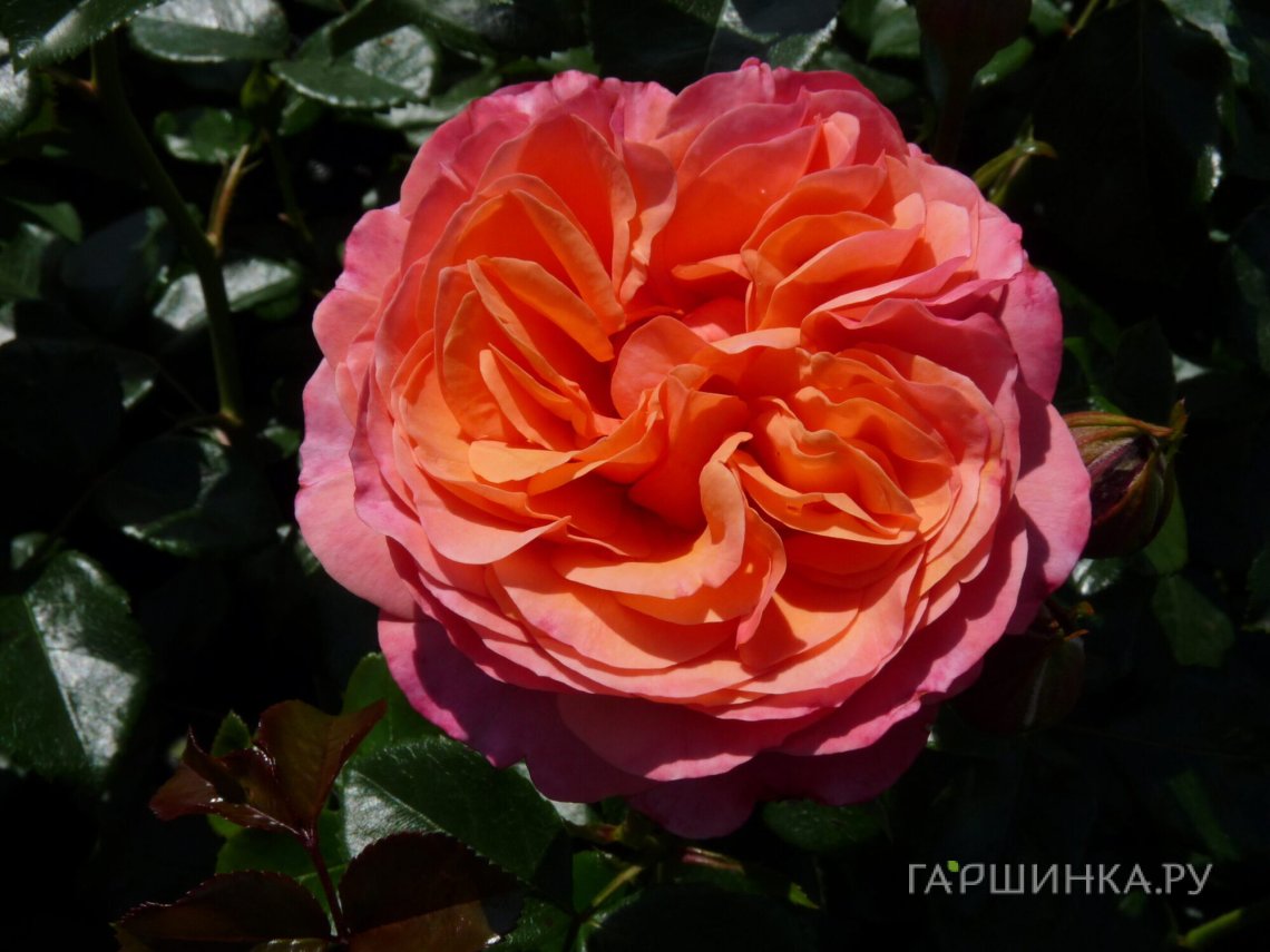 Роза Корал Лайонс Роуз флорибунда