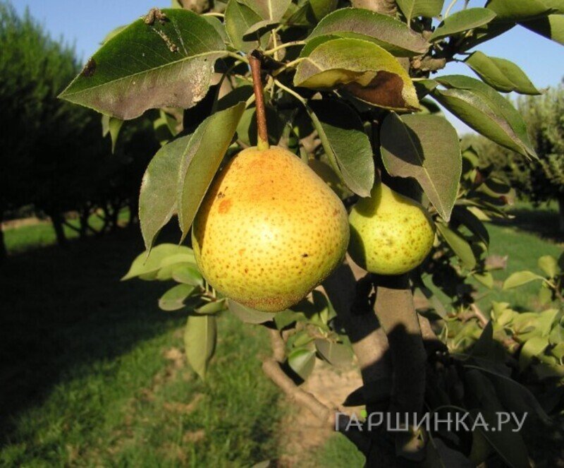 Груша Вильямс