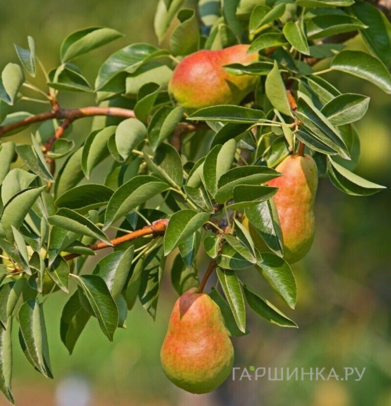 Груша Аббат фетель