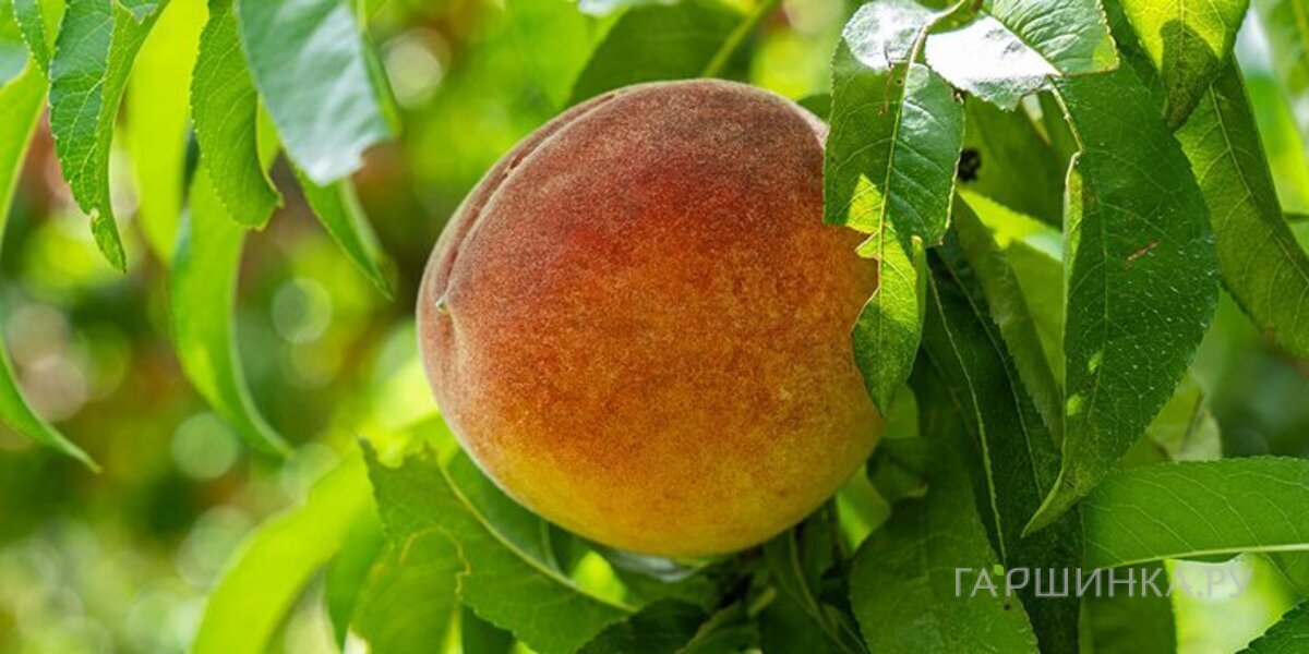 Персик Александр