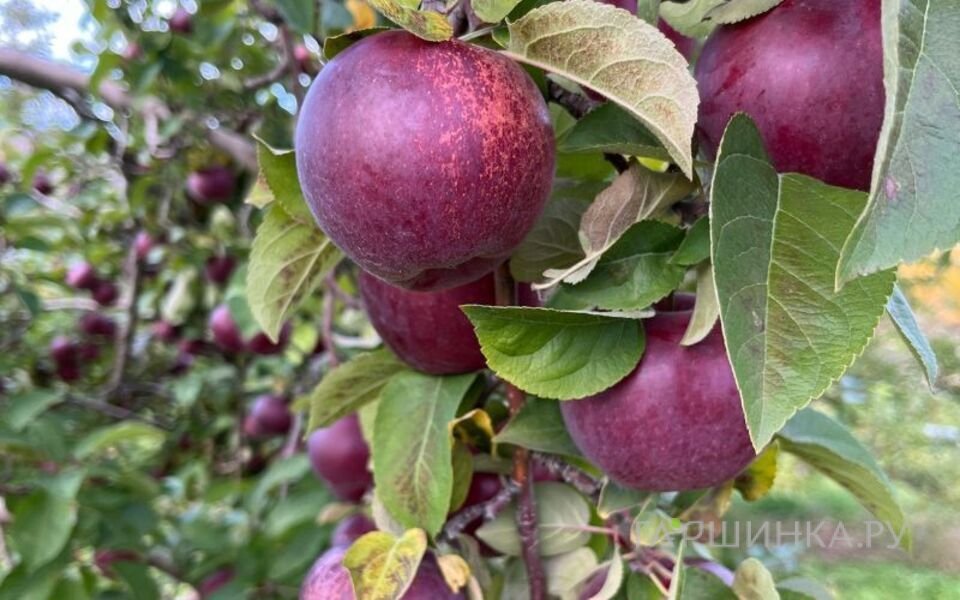 Яблоня Черный принц