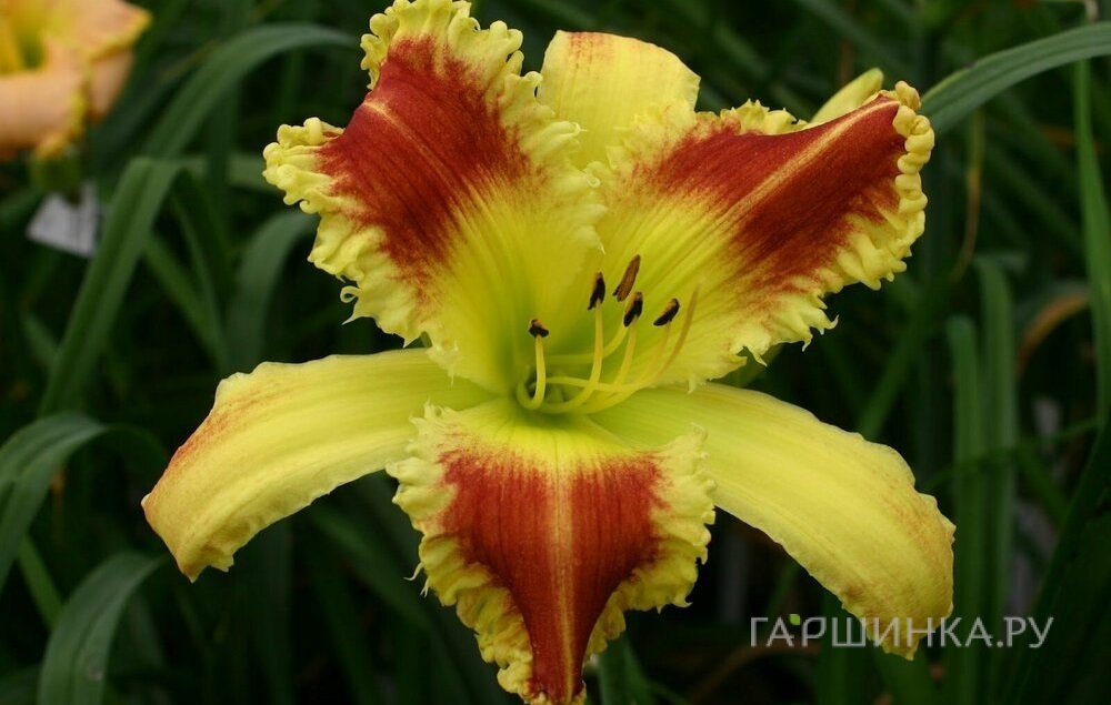 Лилейник Беппи