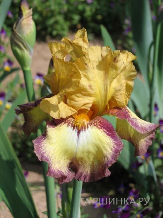 Ирис бородатый Бульвинкл