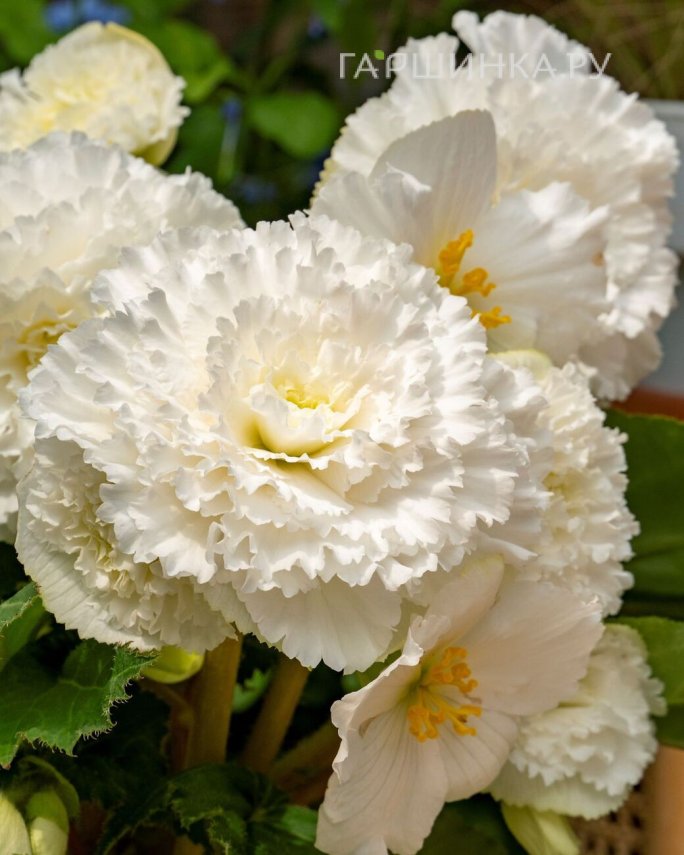 Бегония бахромчатая Фимбриата Вайт 1 шт