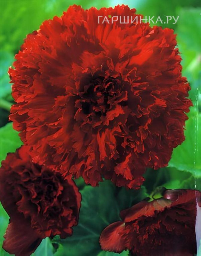 Бегония бахромчатая Фимбриата Ред 1 шт