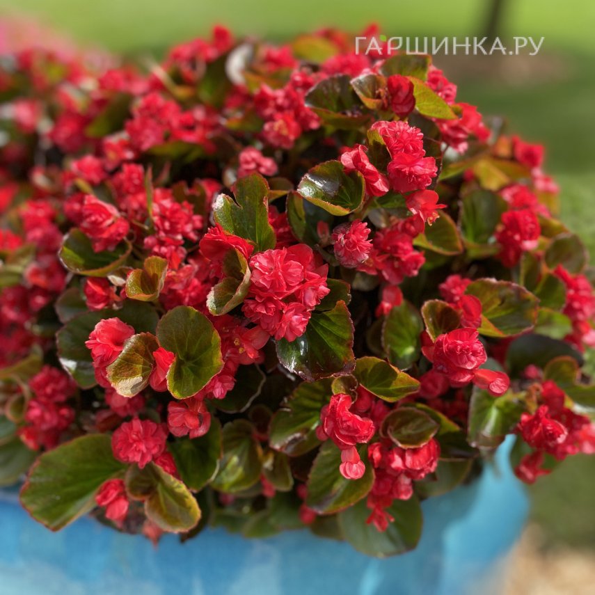 Бегония махровая Дубль Ред 1 шт