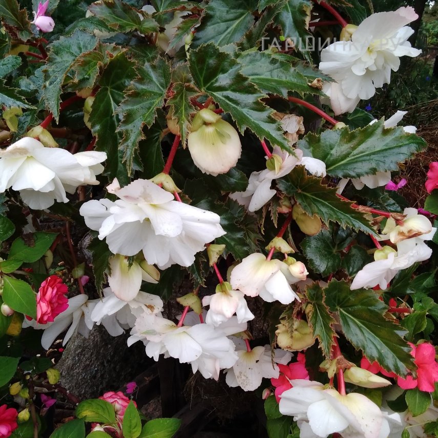 Бегония Пендула Вайт 1 шт