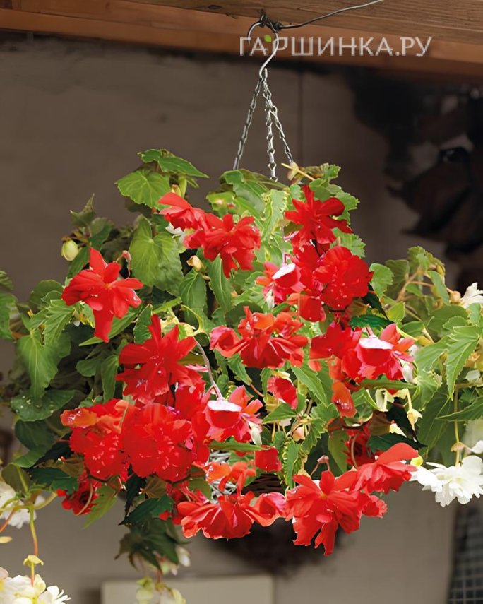 Бегония Пендула Ред 1 шт