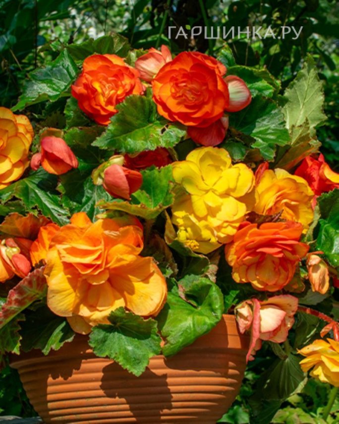 Бегония Пикоти Каскад Санрей 1 шт