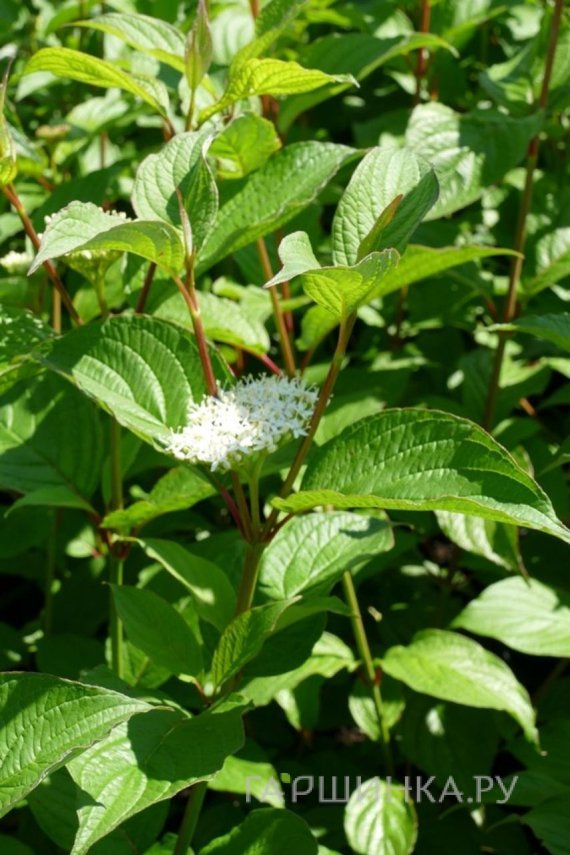 Дерен Сибериан Перлс