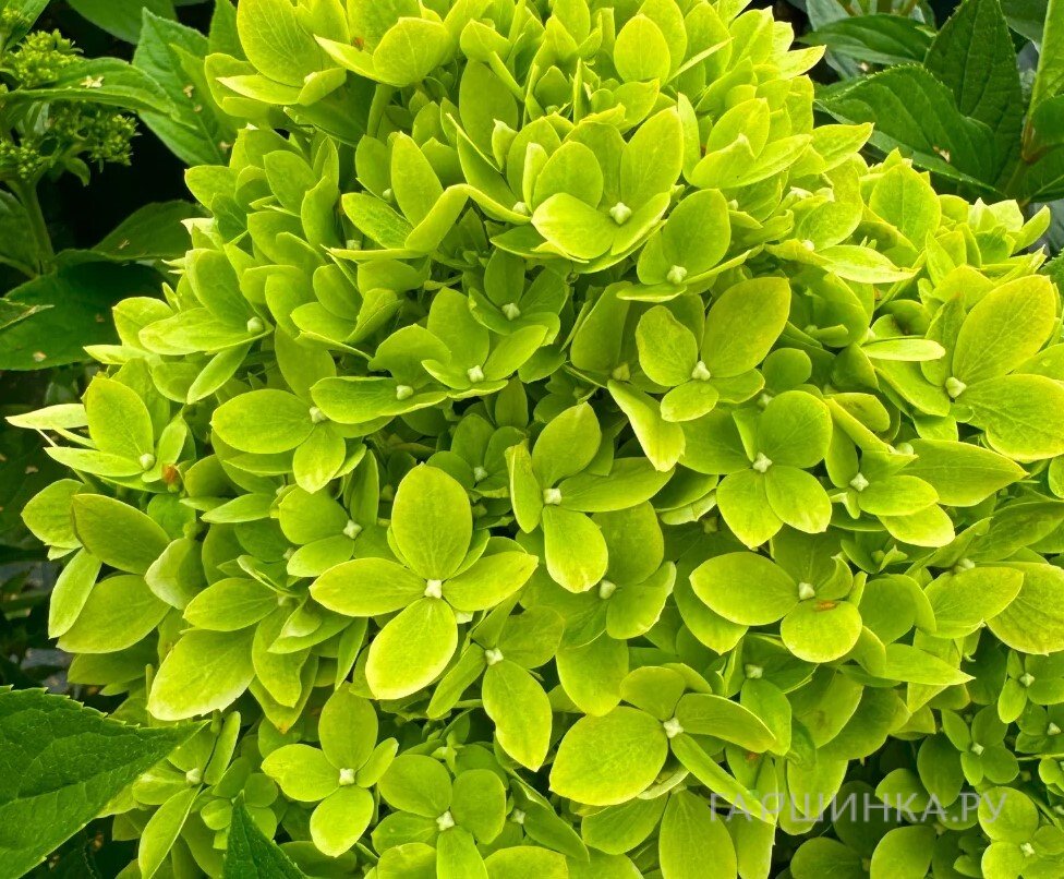 Гортензия Би Грин метельчатая