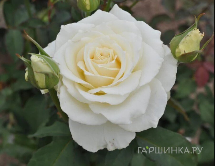 Роза Тинеке