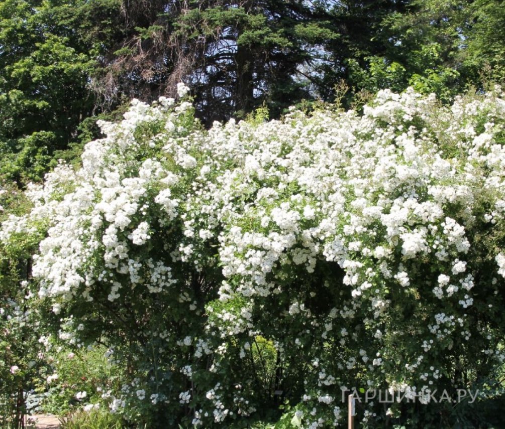 Роза Гирлянд де Амур Роуз мускусная, Ленс (лиц)