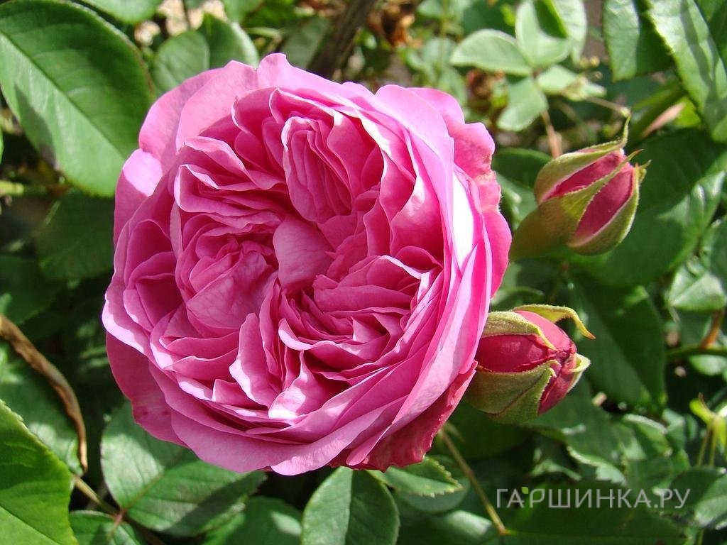 Роза Луиза Одье историческая (лиц)