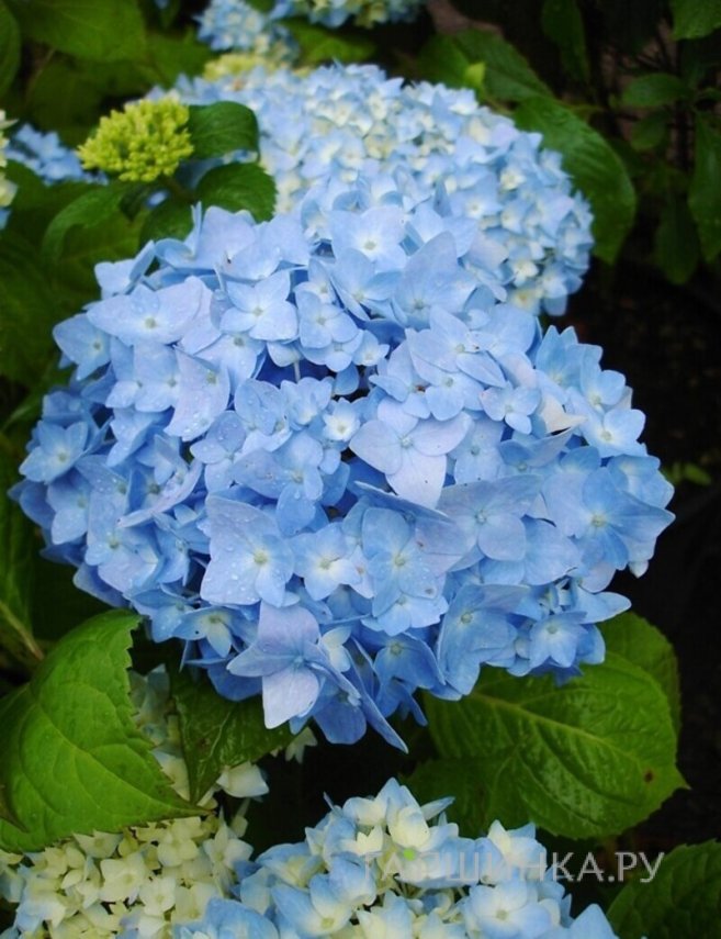Гортензия Никко Блю крупнолистная (макрофила)
