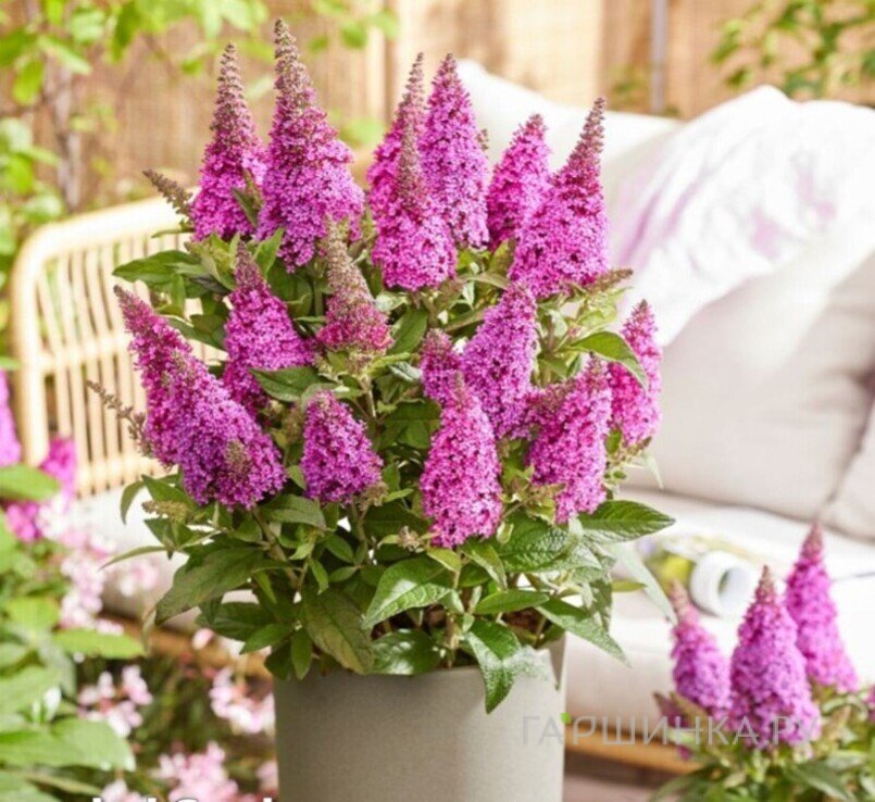 Буддлея Давида Батерфляй Канди Литл Цериз