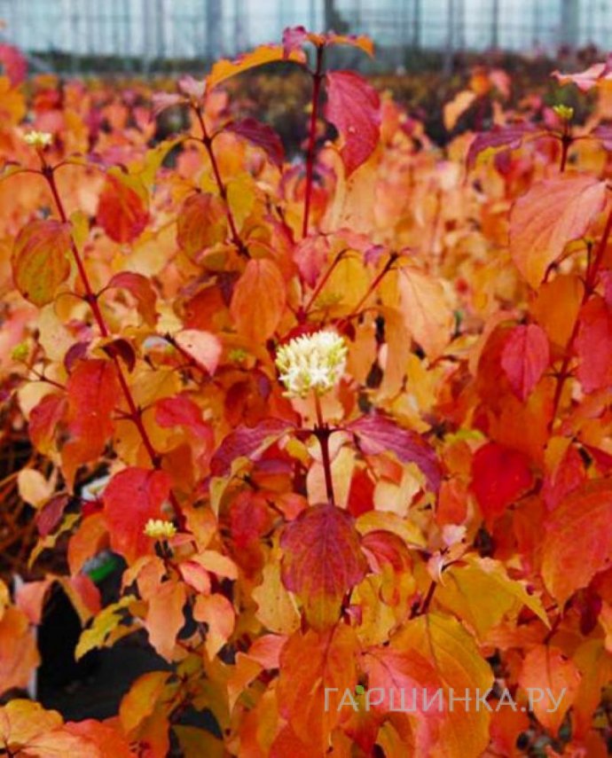 Дерен кроваво-красный Винтер Бьюти