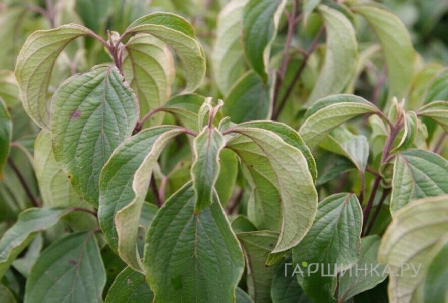 Дерен Келсеи отпрысковый