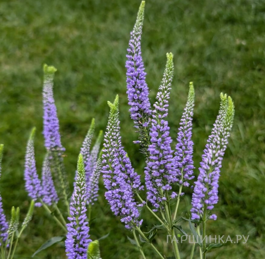 Вероника длиннолистная Фест Глори