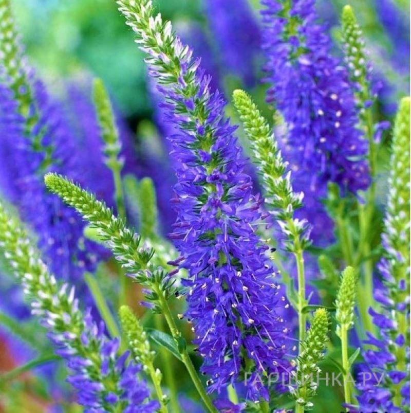 Вероника колосковая Нана Блаутеппич